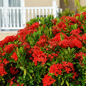 Shrub filled with red flowers